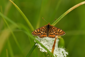 Goldener Scheckenfalter