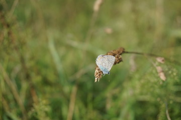 butterfly, Schmetterling, Himmelblauer Bläuling