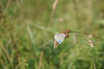 butterfly, Schmetterling, Himmelblauer Bläuling