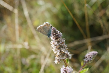 butterfly, Schmetterling, Himmelblauer Bläuling