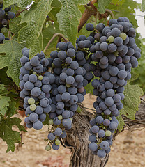 Uvas de vino en un cultivo