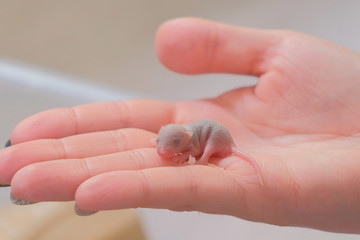 Newborn little blind mouse in woman's hand. Close-up woman's hand.