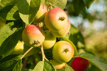 mature apples on a branch of an apple tree in the sun at the garden