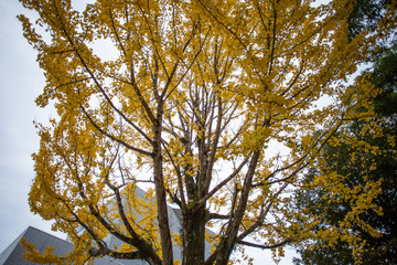 秋模様・色づくイチョウ３