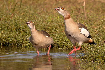 Egyptian goose pair entering the water while showing aggression nearly birds