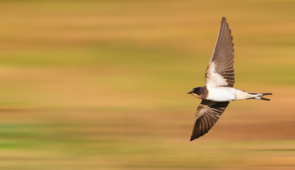 young barn swallow flies fast