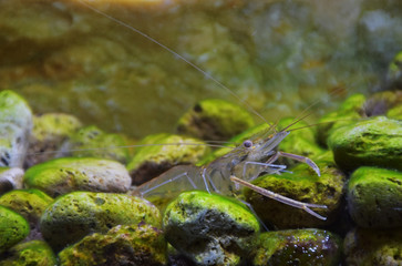 A shrimp in the middle of lichen stones in the fish tank.