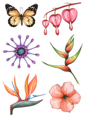 Watercolor set with exotic  flowers and butterfly on  white background  isolated