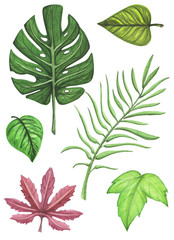 Fototapeta na wymiar Watercolor set with exotic leaf element. Hand drawn illustration on white background isolated