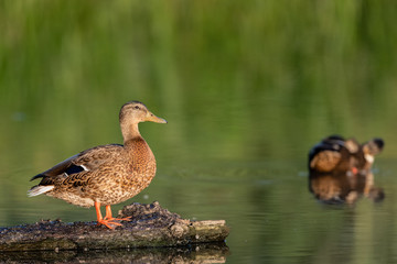 Female wild duck (Anas platyrhynchos) standing on a piece of wood in a pond.