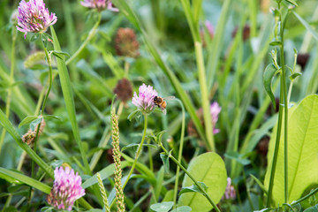 Fototapeta premium A violet flower in droplets of dew on a blurred green background. Plants of the meadows of the region with a temperate climate. Romantic joyful mood. Holiday card