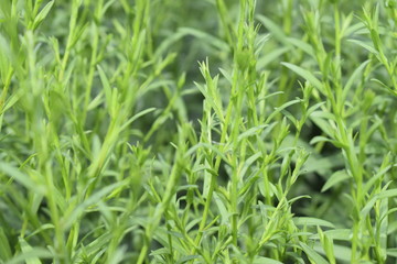 Obraz premium Garden