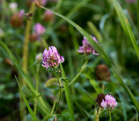 A violet flower in droplets of dew on a blurred green background. Plants of the meadows of the region with a temperate climate. Romantic joyful mood. Holiday card
