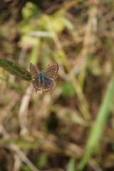 Schmetterling