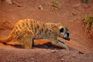 Meerkat digging in the sand to build a tunnels to live in