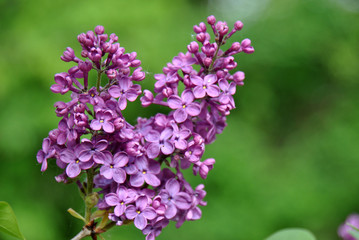 Blooming lilac syringa shaped like a heart