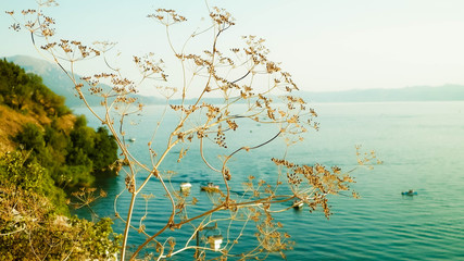 Close up of dried plant and beautiful water of Ochrid Lake, Macedonia.