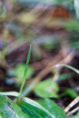Macro close-up grass with defocused background.