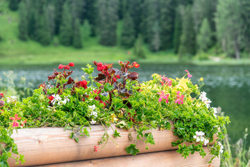 Beautiful flower composition in alpine landscape and lake