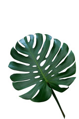 Dark green leaves of monstera or split-leaf philodendron (Monstera deliciosa) the tropical foliage houseplant isolated on white background, clipping path included. - obrazy, fototapety, plakaty