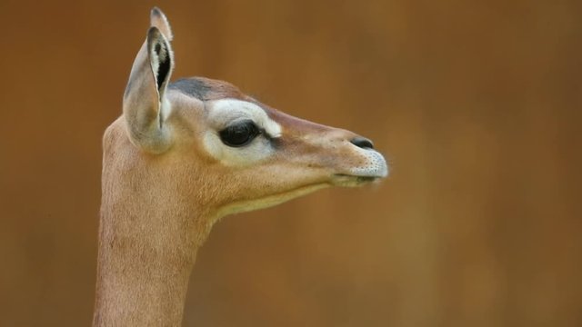 Slow motion clip of a gerenuk chewing