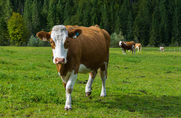Fototapeta na wymiar vaca tirolesa