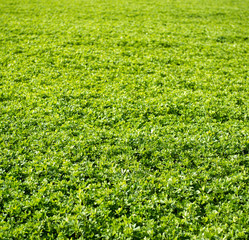 Green leaves background