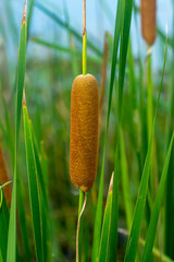 Narrow-leaved Cattail plant