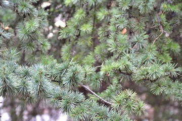 branch of coniferous tree © Галина Миронюк