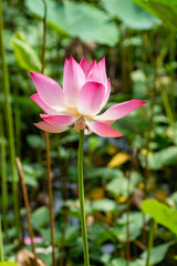 Obraz premium Close up pink lotus flower.
