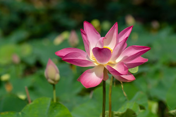Obraz premium Close up pink lotus flower.