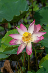 Close up pink lotus flower.