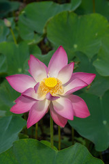 Close up pink lotus flower.