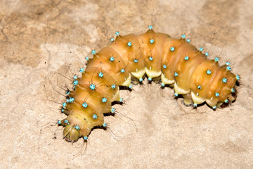 Amazing caterpillar of  the giant peacock moth (Saturnia pyri) on the leaf. Close up of caterpillar from Saturnia pavonia
