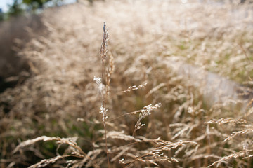 Obraz premium Wild plant. Summer