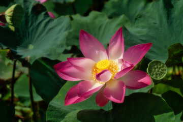 Close up pink lotus flower.