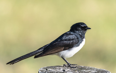 Willie Wagtail