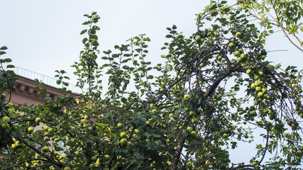  Apple tree