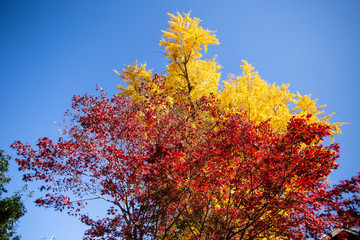 Fototapeta premium 秋模様・色づくイチョウ１３