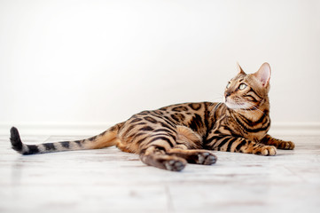 Bengal cat lies on the floor