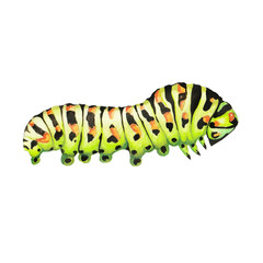 Fototapeta premium Illustration caterpillar watercolor on white background isolated