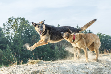 Rough-playing dogs in a sand quarry with bared teeth and splashing grains of sand