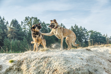Rough-playing dogs in a sand quarry with bared teeth and splashing grains of sand