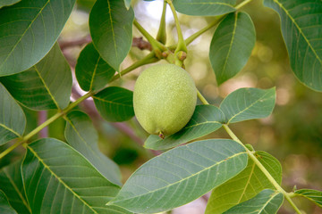  green walnuts on a branch of a tree in the garden