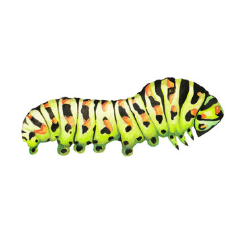 Illustration Caterpillar Watercolor On White Background Isolated