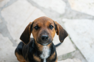 Adorable little brown dog looking up