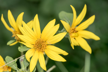 Sunflower with sunflower field and blue sky. Sunflowers blooming. Beautiful sunflowers,big sunflowers, yellows flowers.
