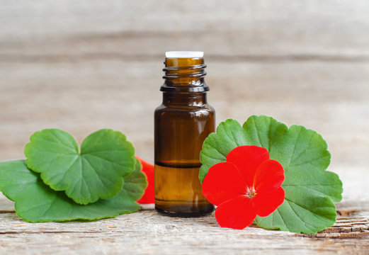 Small glass bottle with essential geranium oil on the old wooden background. Geranium leaves and flowers, close up. Aromatherapy, spa and herbal medicine ingredients. Copy space.
