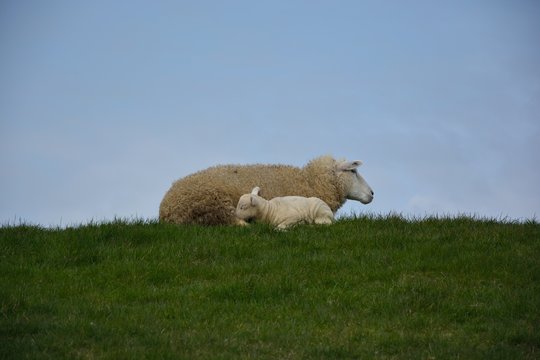 Säugendes Lamm an Mutterschaf