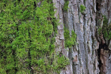 bark moss